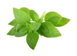 Basil