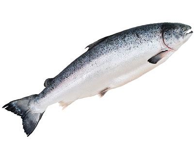 Salmon Whole