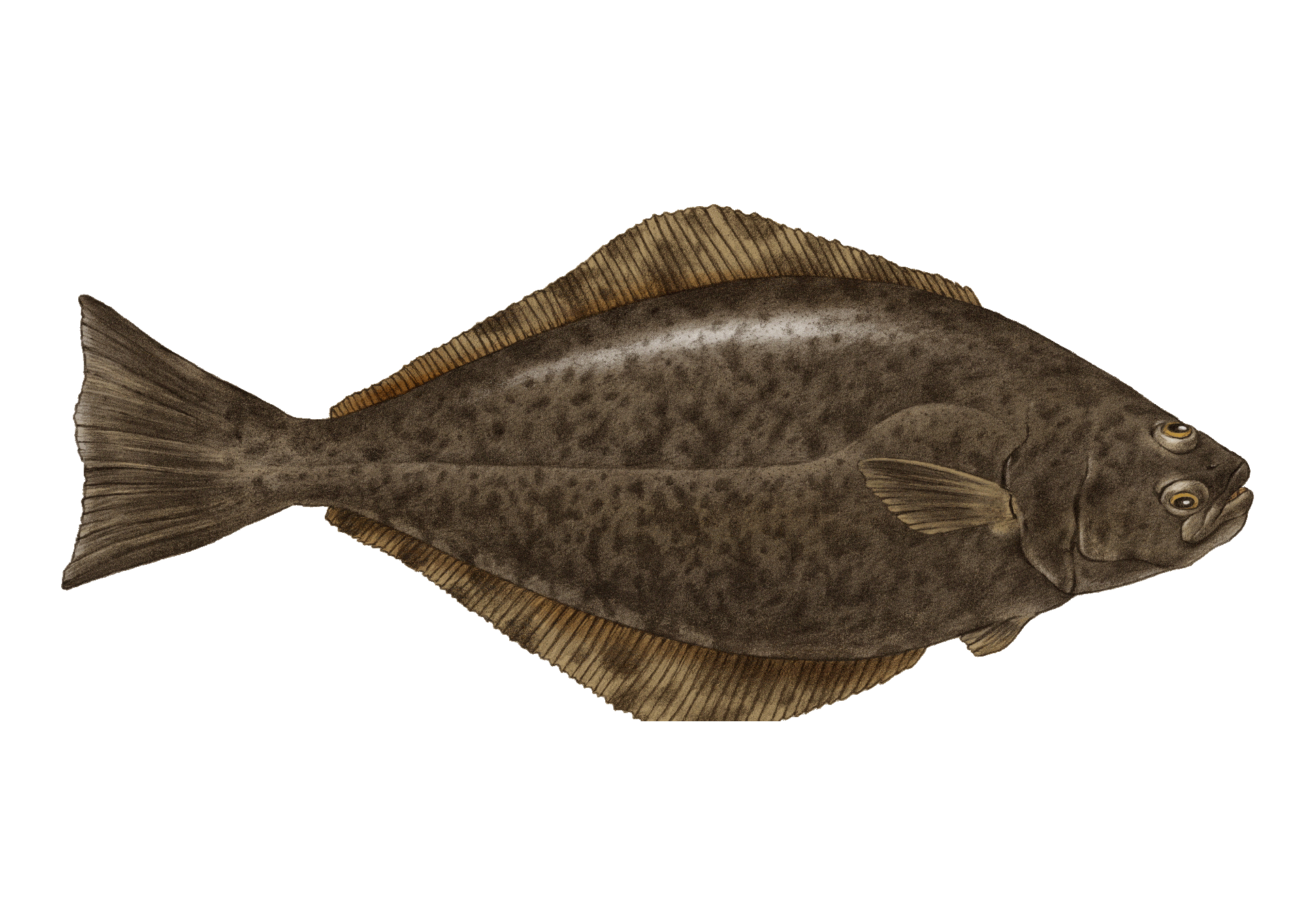 Halibut