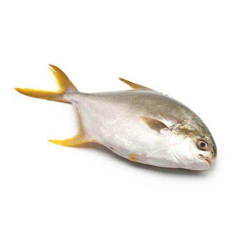 White Pampano