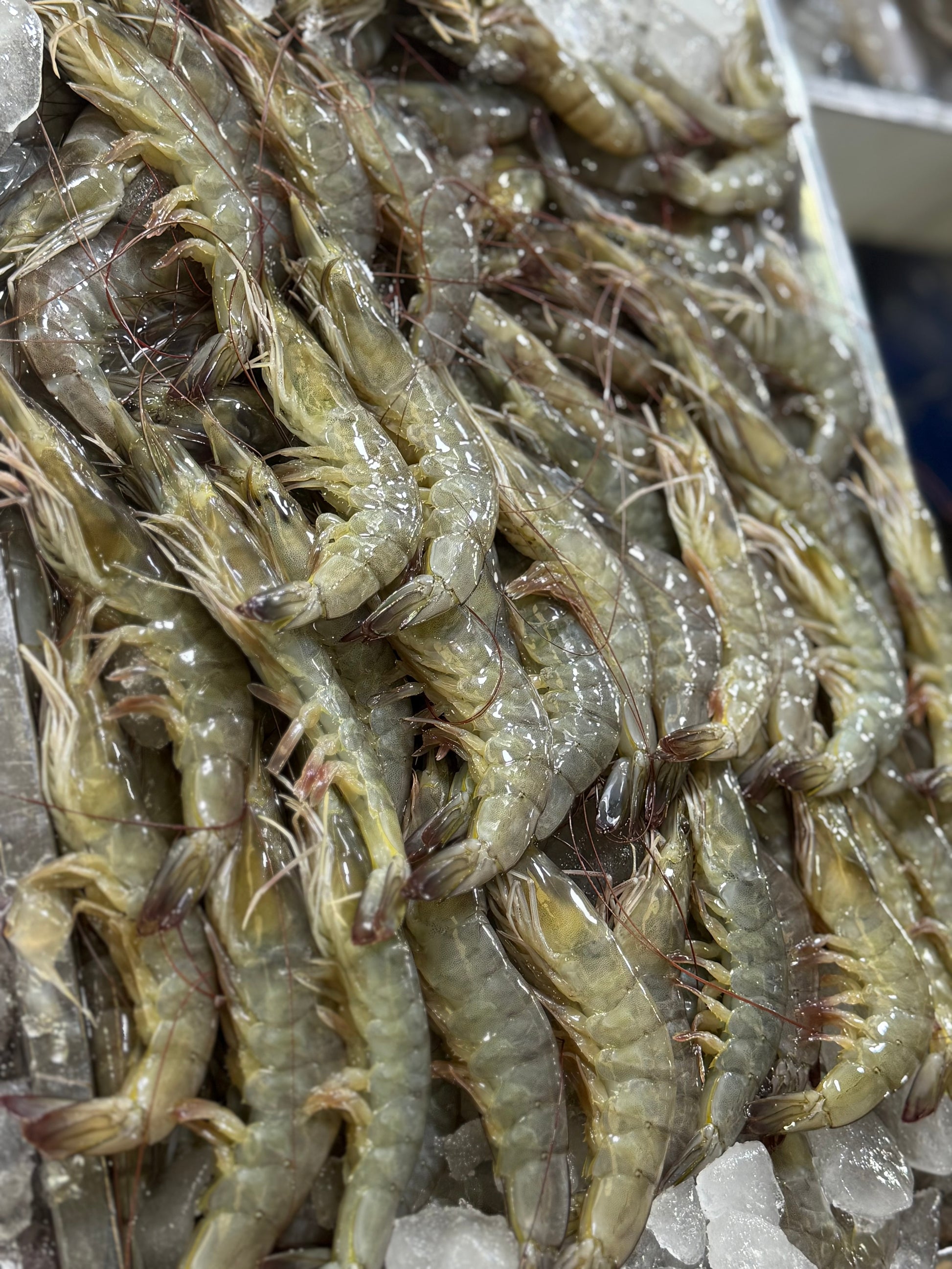 Shrimp