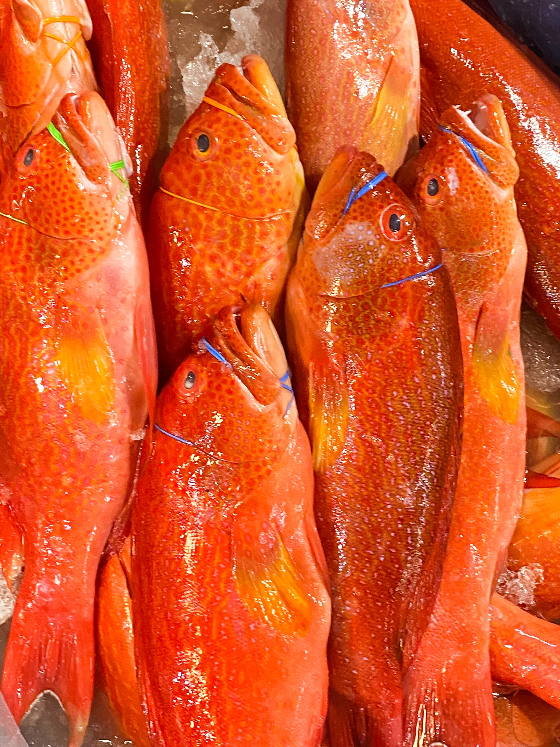 Lapu Red