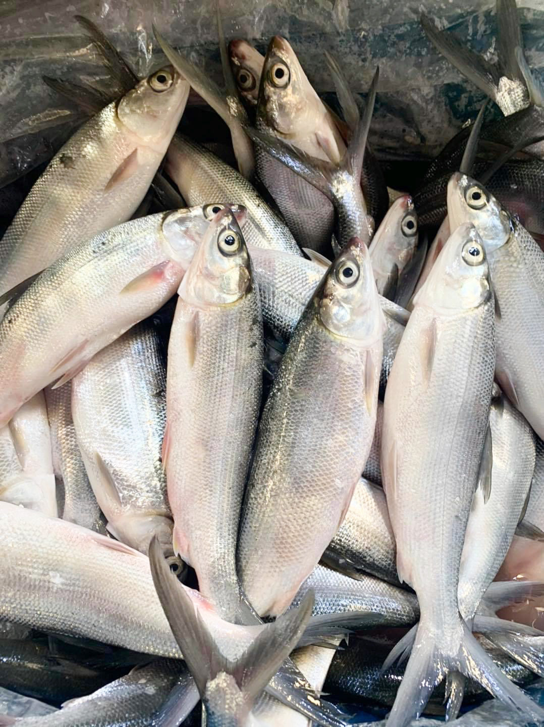 Bangus Whole