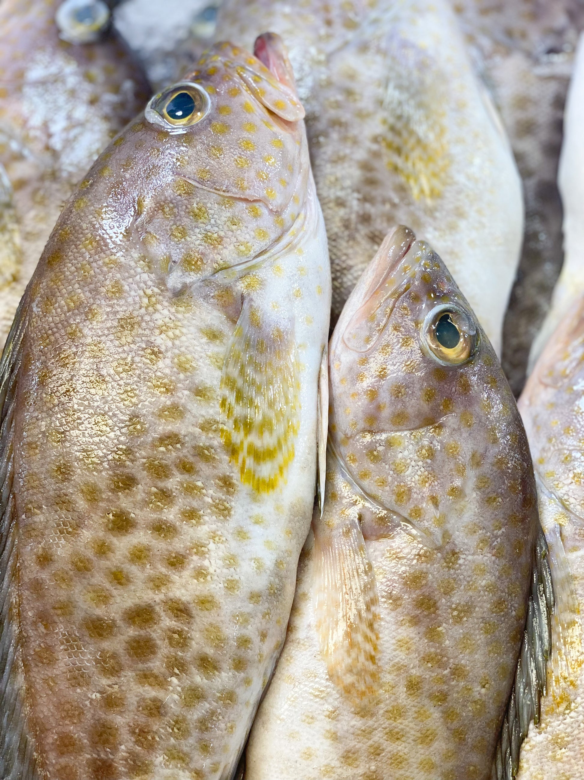 Lapu Brown