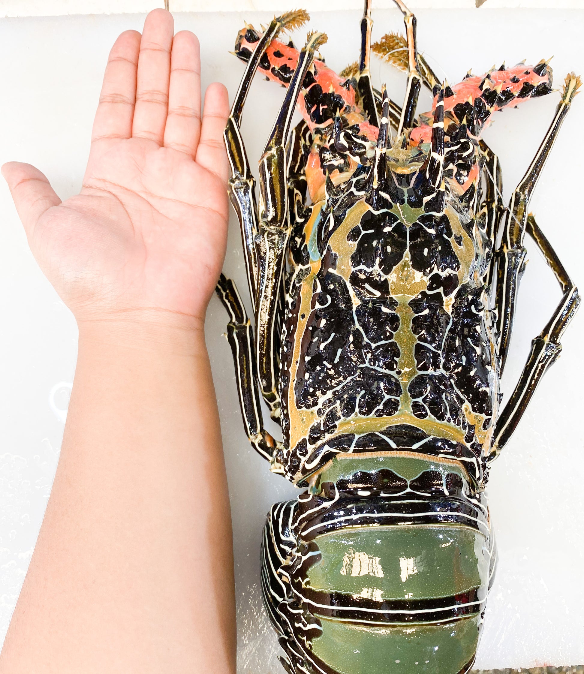 Lobster Fresh Big