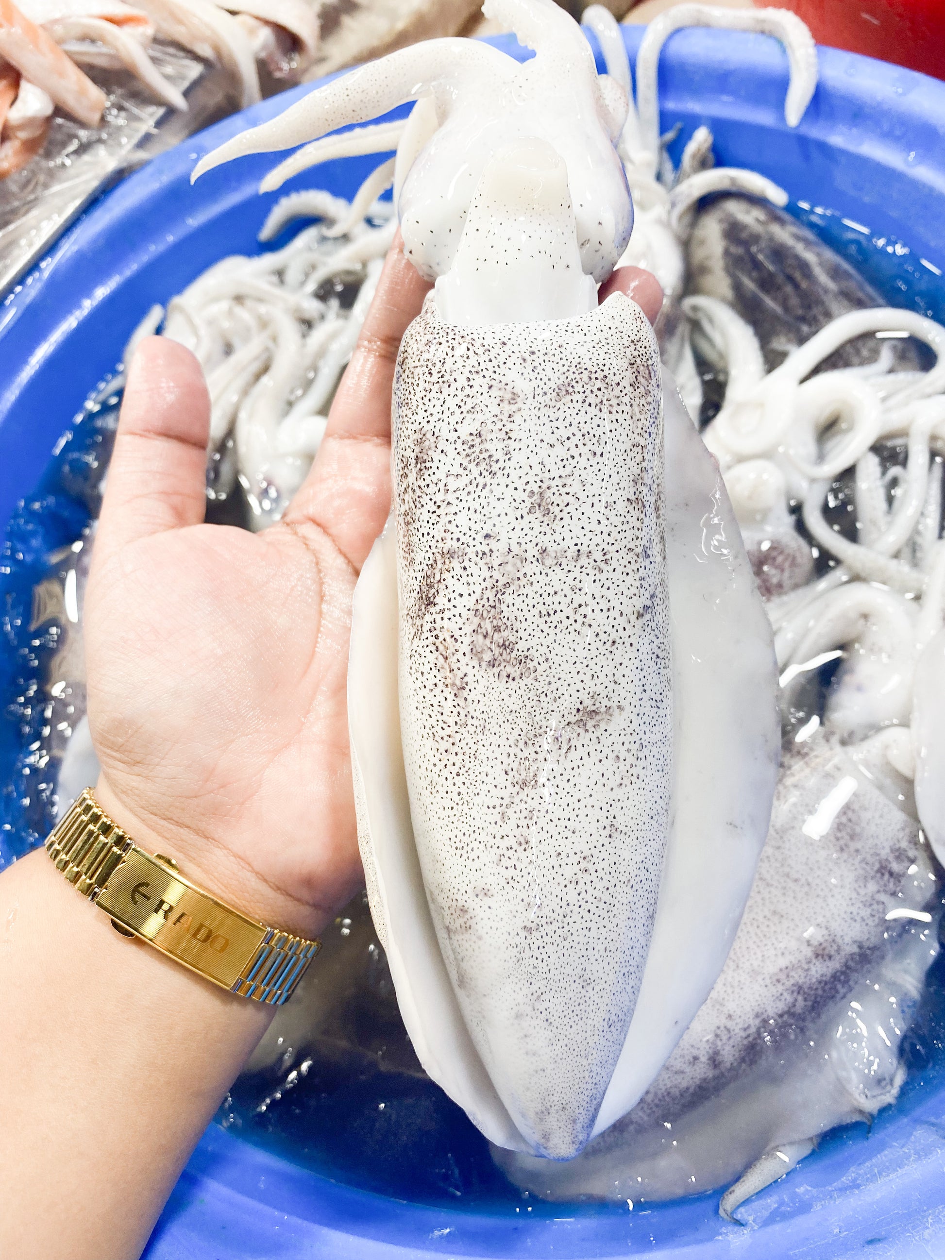 Squid Lumot