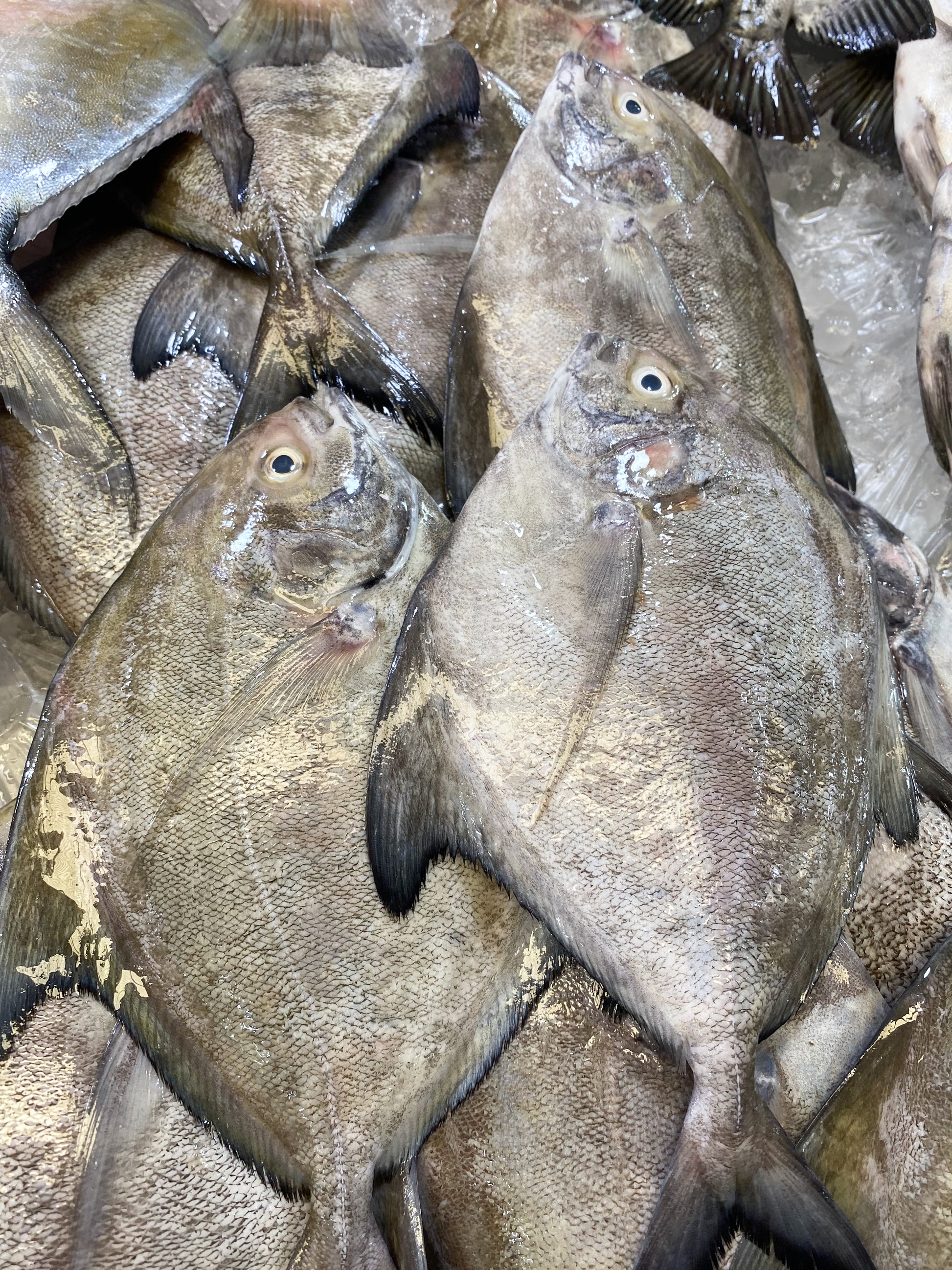 Black Pampano
