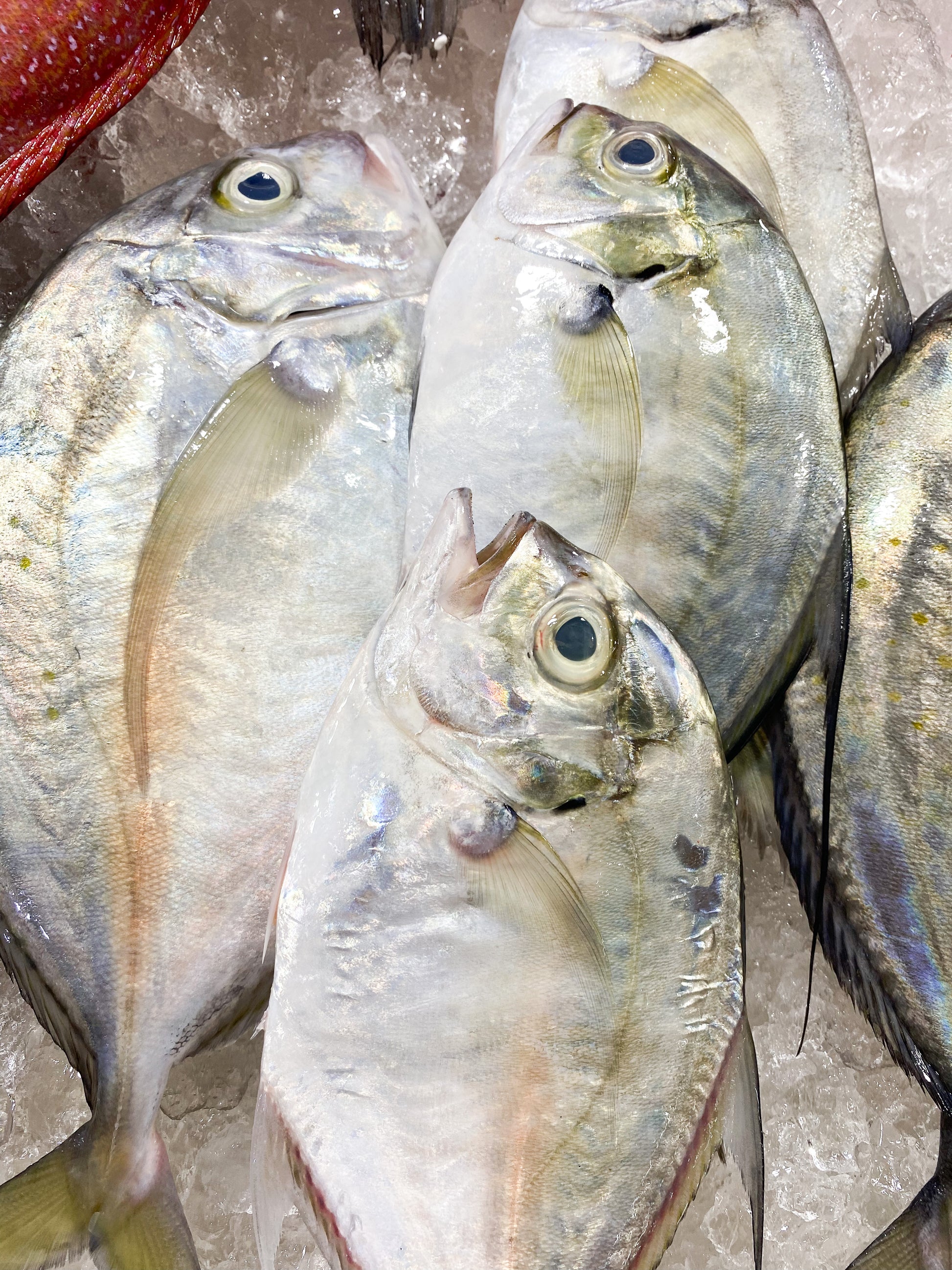 Talakitok