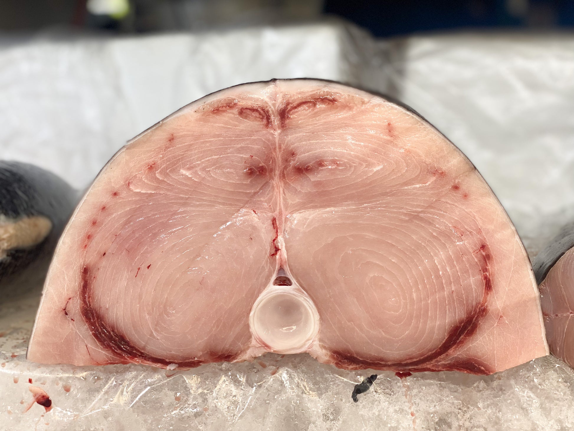 Blue Marlin Steak