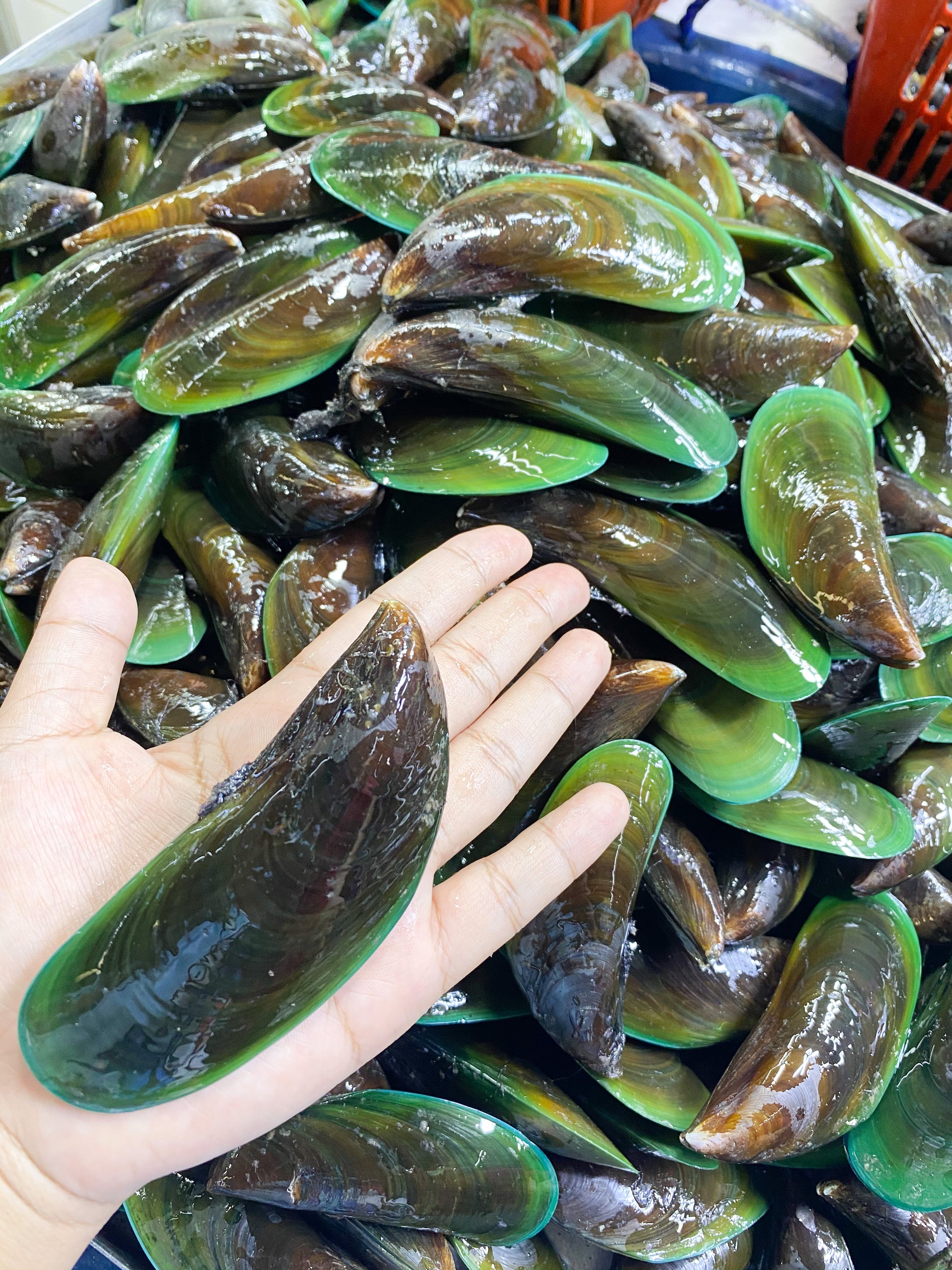 Tahong
