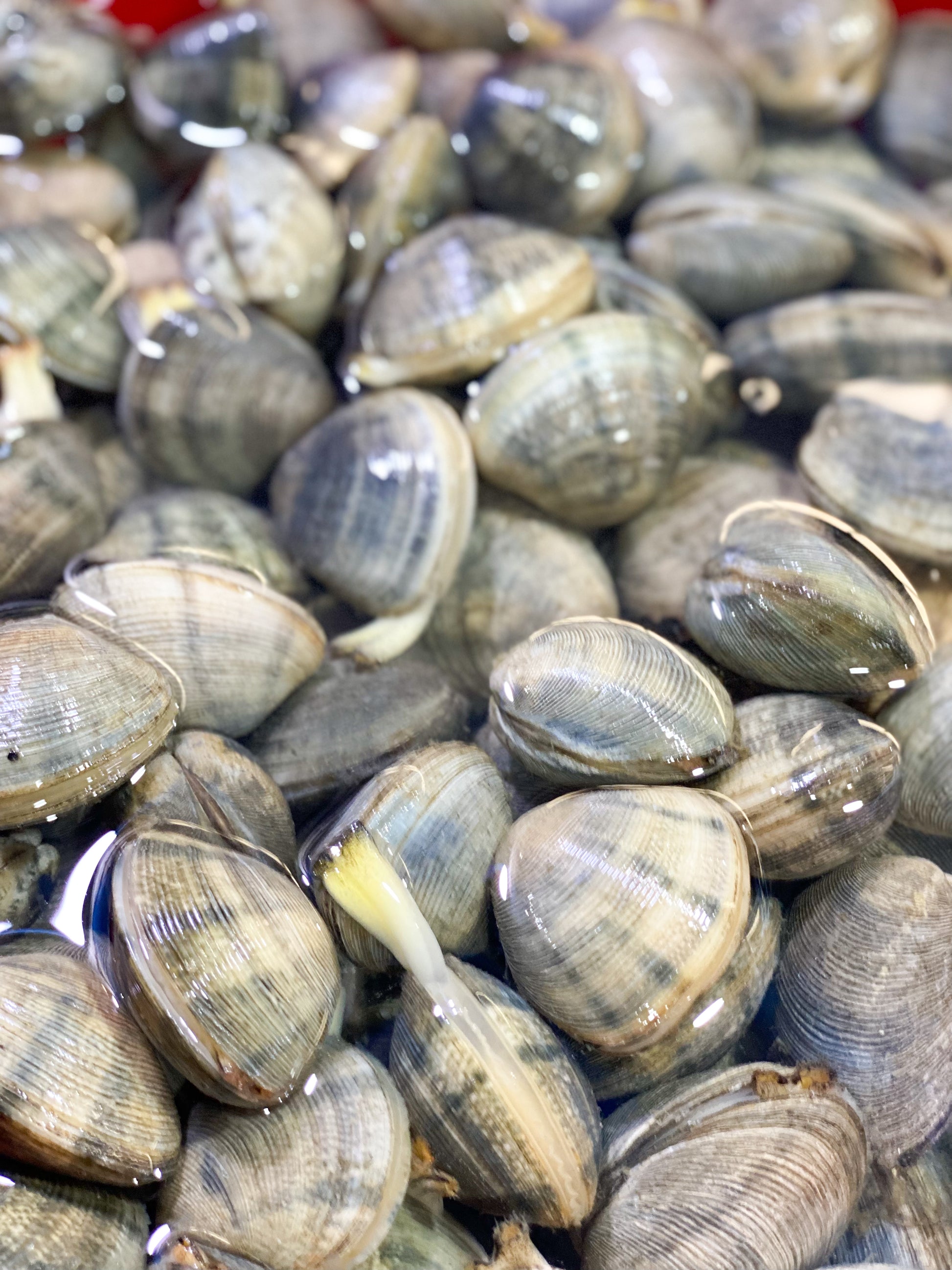 Clams (Halaan)