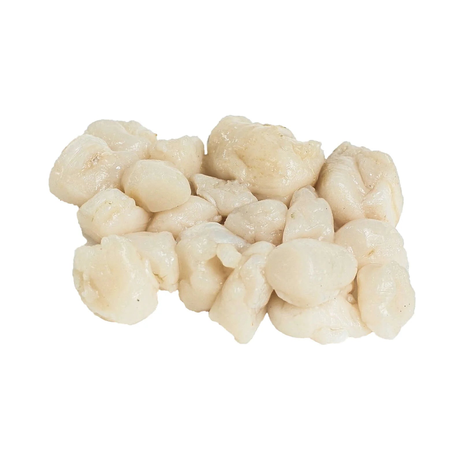 Scallop Meat