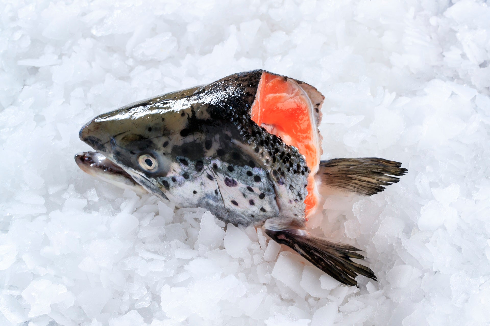 Salmon Head V cut
