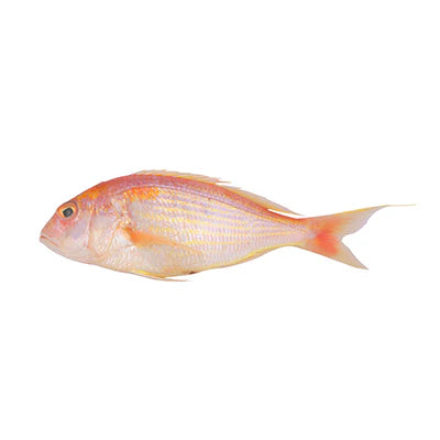 Bisugo