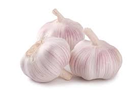 Garlic