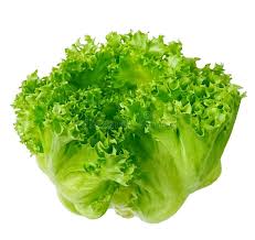 Green Ice Lettuce