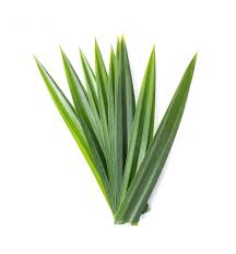 Pandan Leaves