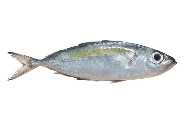Matang Baka