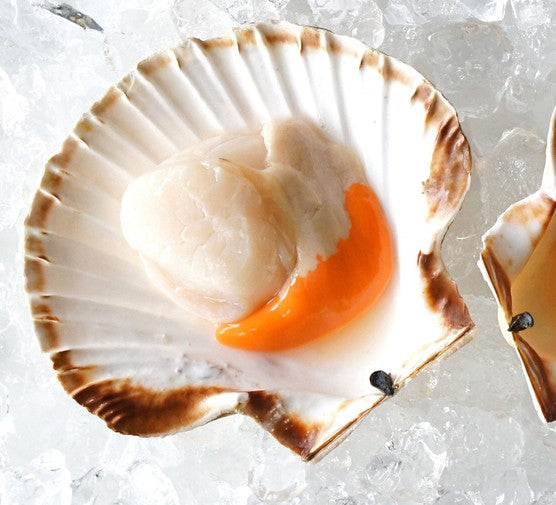 Frozen Scallop Meat