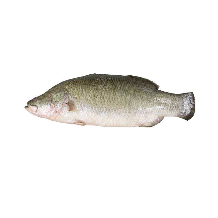 Seabass Apahap