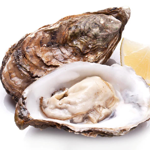 Talaba Shell