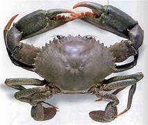 Mud Crab Lalake