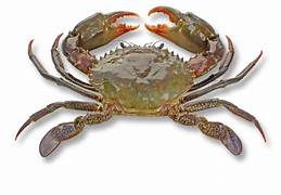 Mud Crab Babae