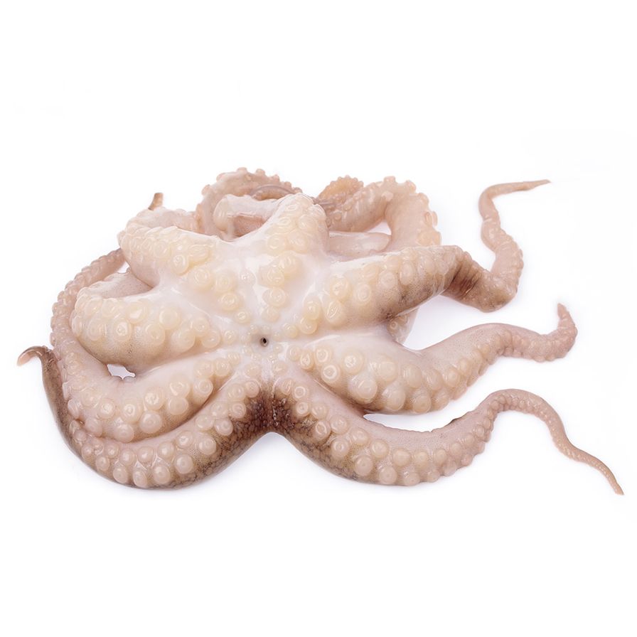 Octopus